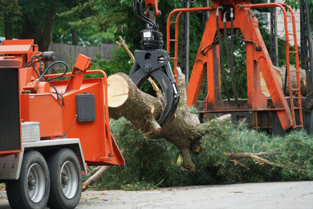 Best Lawn Renovation and Restoration  in Shell Point, SC