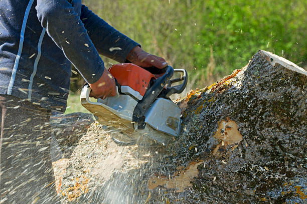 Best Lot and Land Clearing  in Shell Point, SC